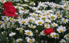 Tapeta Nature Flowers 701.jpg